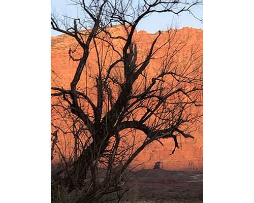 cottonwood tree