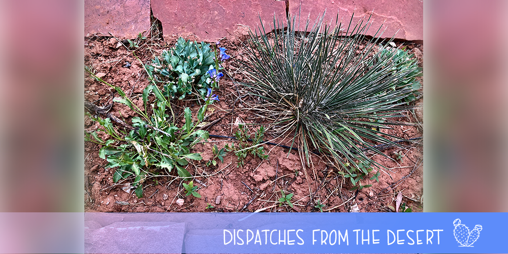 garden header