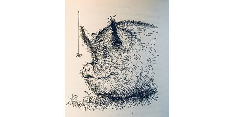 pig2