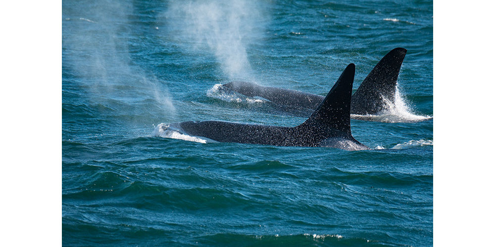 puget sound washington this is titled two brothers